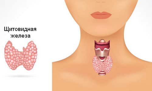 Уменьшенная щитовидная железа встречается гораздо реже, чем увеличенная. Но эта патология также негативно может отразиться на здоровье человека, прежде всего, это приводит к нарушению гормонального фона
