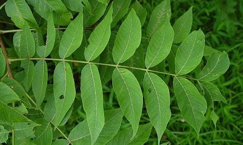 Помогает в лечении болезни настойка из листьев грецкого ореха