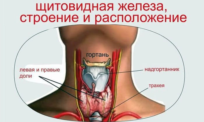 На УЗИ можно рассмотреть строение, расположение щитовидной железы, её контуры, размеры. наличие очаговых образований