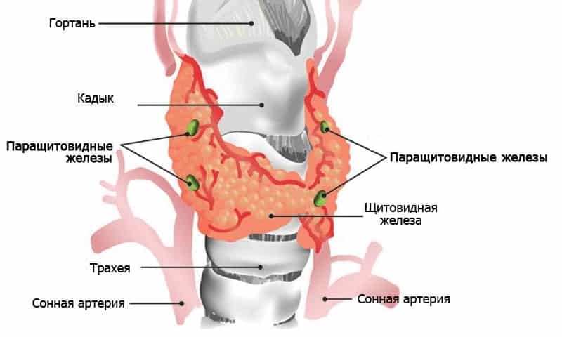 Паращитовидные железы — четыре небольших эндокринных железы, расположенные по задней поверхности щитовидной железы
