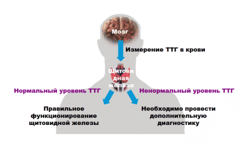 ТТГ оказывает влияние на синтез гормонов щитовидной железы: тироксина (Т3) и трийодтиронина (Т4)