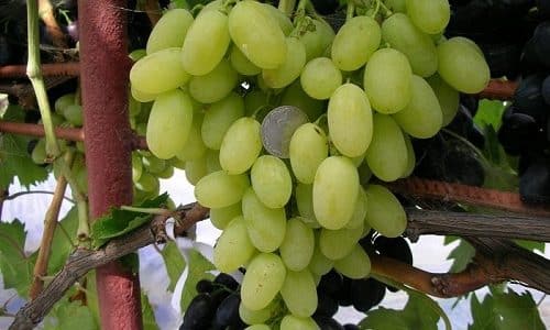 Перед проведением радиоактивной терапии из рациона обязательно исключают виноград
