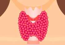 Норма щитовидной железы по результатам УЗИ