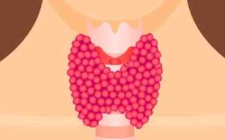 Нормальные размеры щитовидной железы