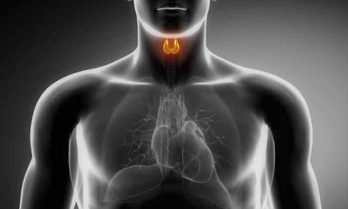 Щитовидная железа - это связующее звено во многих обменных процессах в организме человека, поэтому необходимо не допускать сбоев в ее работе