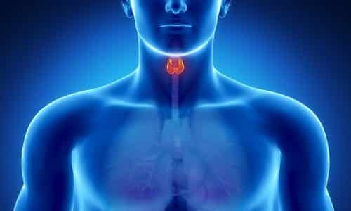 Щитовидная железа представляет собой ключевой орган эндокринной системы, производящий йодосодержащие гормоны тироксин и трийодтиронин, отвечающие за обмен веществ, рост клеток и жизнеспособность всех органов и систем человеческого организма