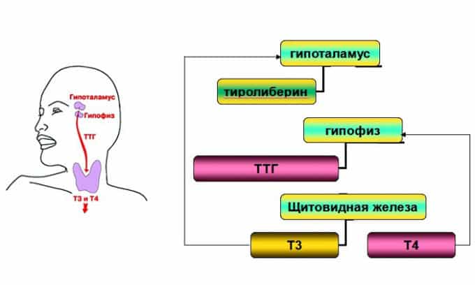 Ттг т3 т4