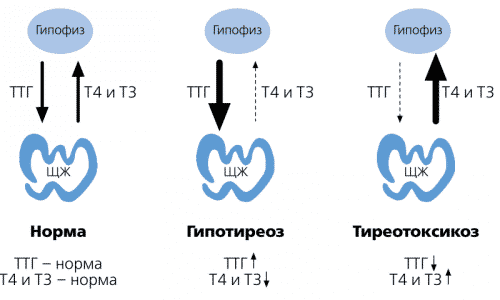 ТТГ (тиреотропин, тиротропин, тиреотропный гормон) - вещество, вырабатываемое гипофизом. Оно относится к числу эндокринных гормонов и регулирует функцию щитовидной железы, стимулируя выработку трийодтиронина (Т3) и тироксина (Т4)