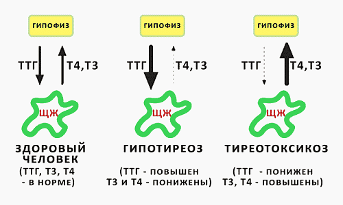 Нормальные показатели активных веществ Т3 и Т4, вырабатываемые щитовидкой, свидетельствуют о сбалансированной работе органа